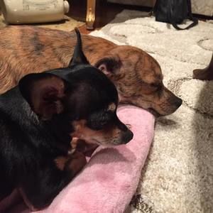 Meet your Posher, Renee